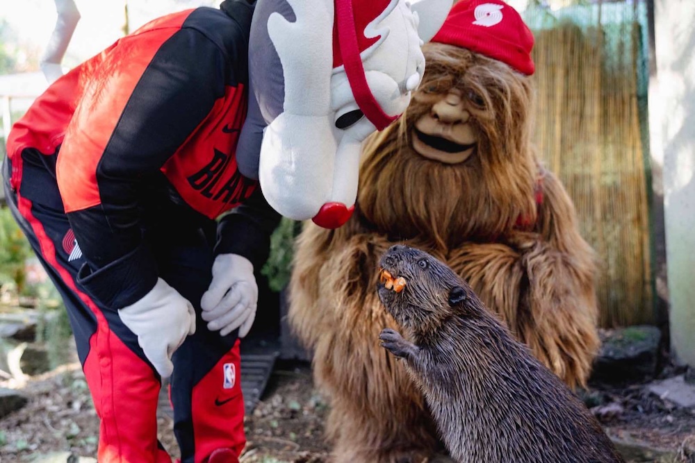 Filbert the Beaver eating an apple on a rock