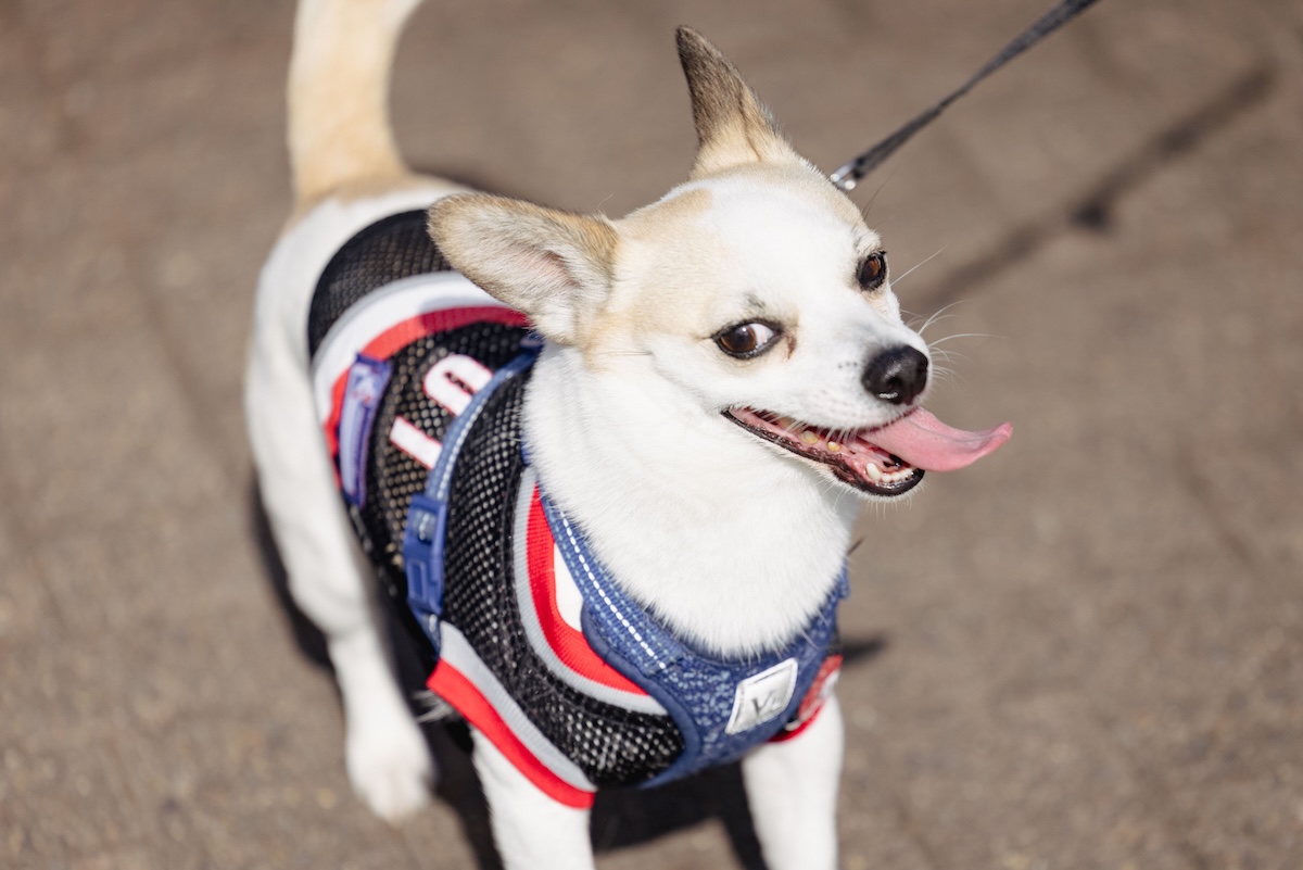 Pup City Visual