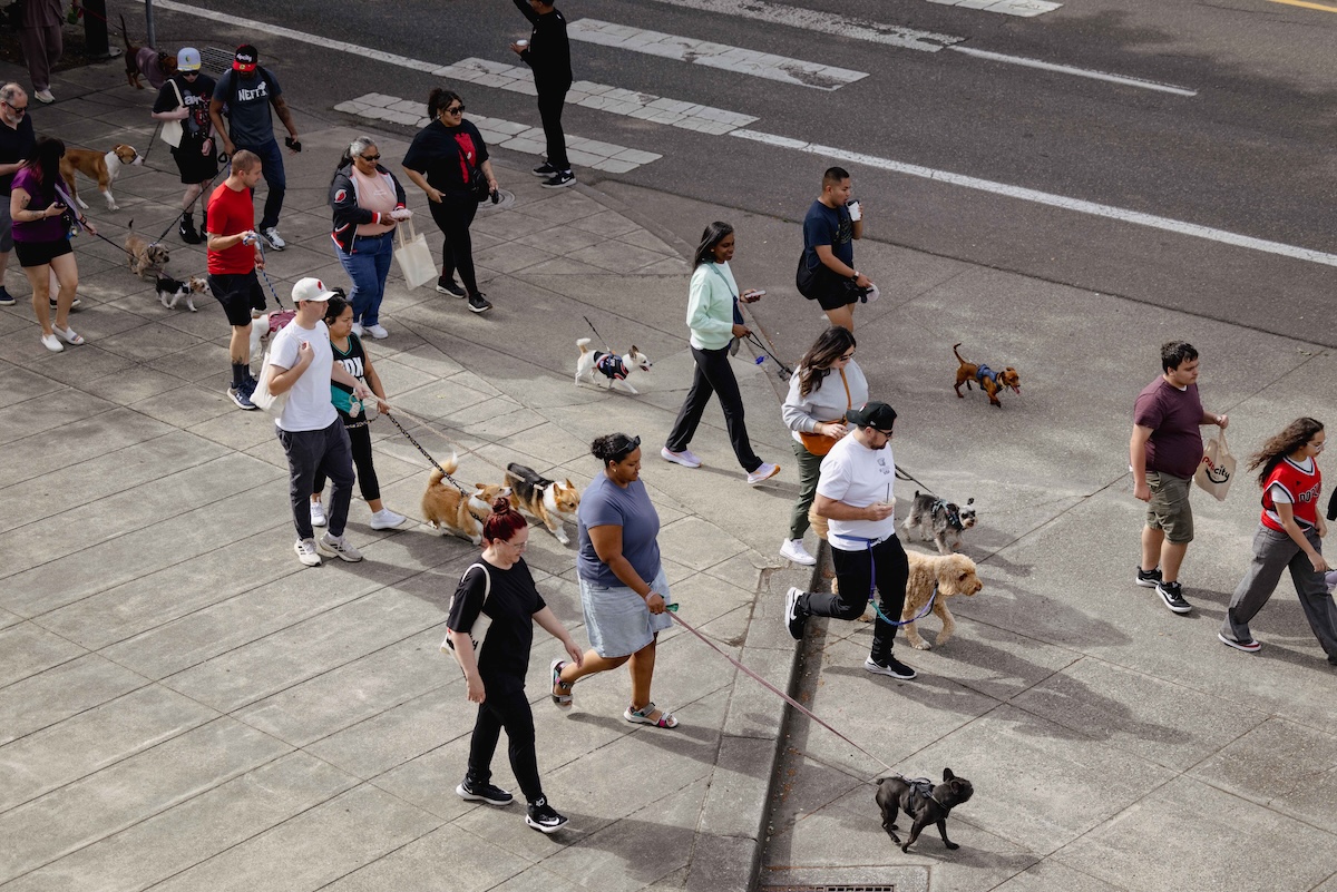 Pup City Visual